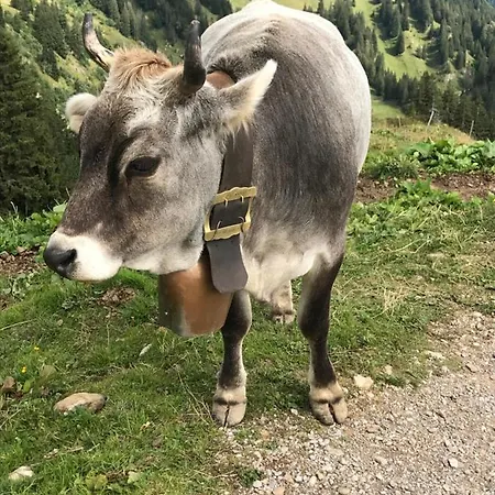 Kraehenberg Am Rande Der Wildnis * Sibratsgfall